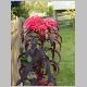 Amaranthus 'Early Splendor'